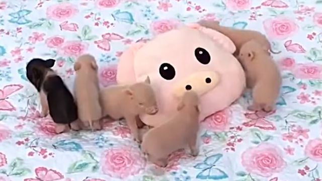 minipigs3