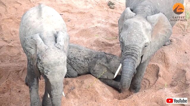 mommyelephant5_640