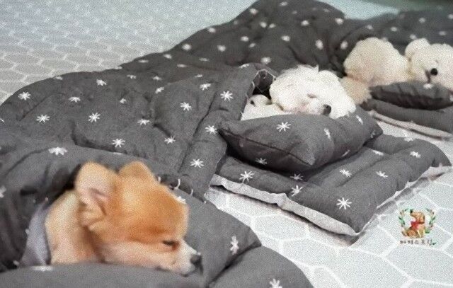 puppyspring0_e