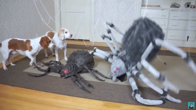 dognspider5_e