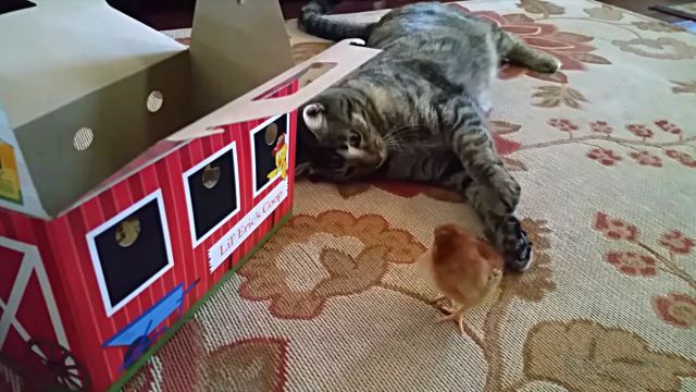 catnchick1
