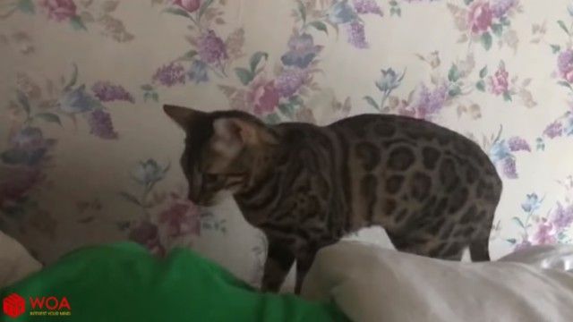 catsmorningcall7_e