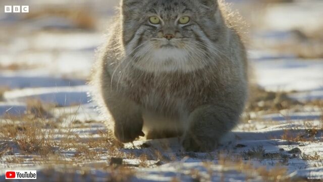 「世界一不機嫌な顔の猫」お腹を空かせて雪の中を彷徨うマヌルネコのハンティング