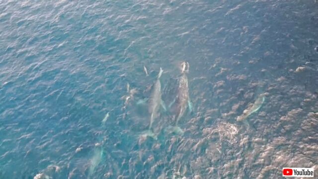 20230408_023613 (5)_batch
