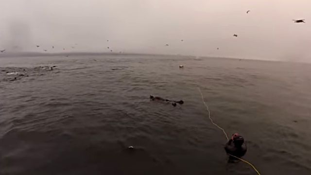 whalesndivers1