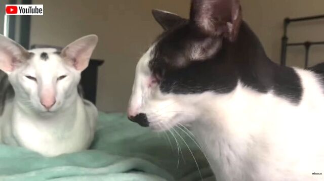 catsview6_640