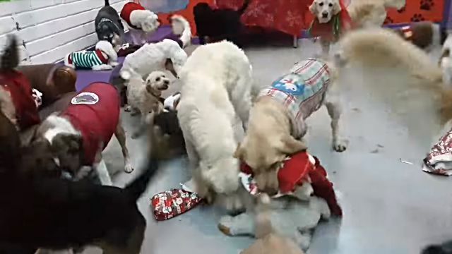 santadogs4