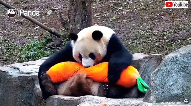 pandalovescarrot1_640