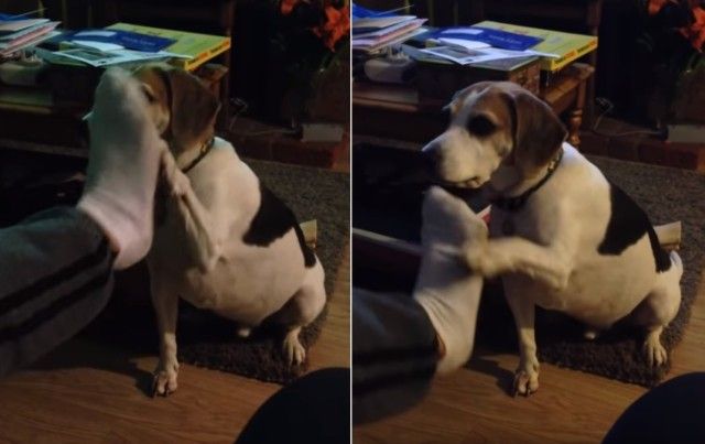 smellingownersfoot3_e