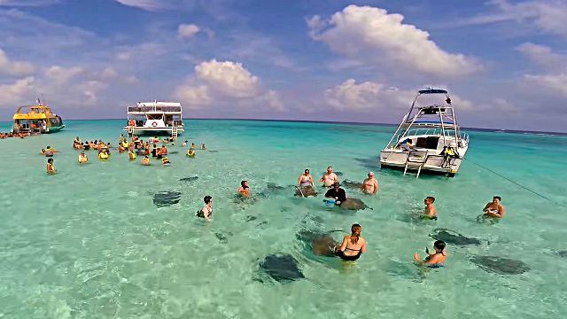 stingray3