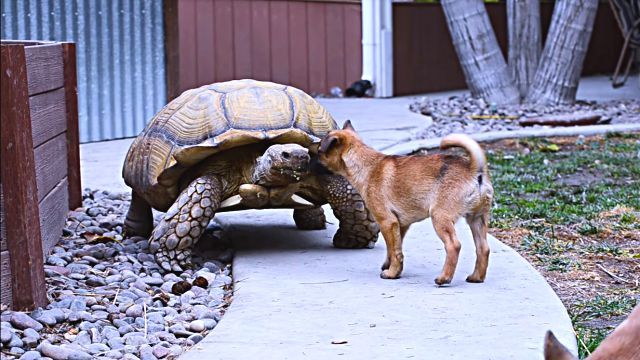puppynturtle12