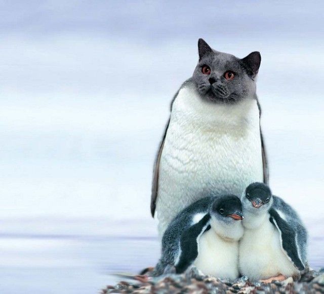 penguin9_e