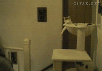 cat-bros-that-will-never-leave-you-hanging-3