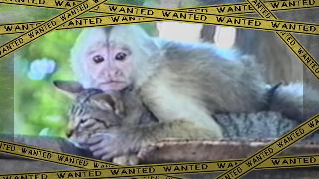 monkey-f [www-frame