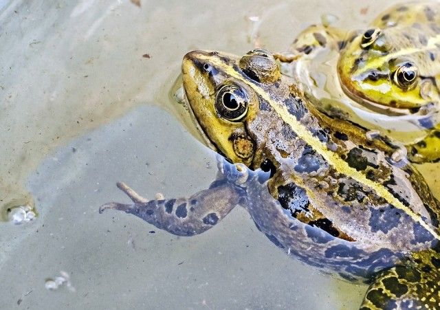 frog-1367440_960_720_e