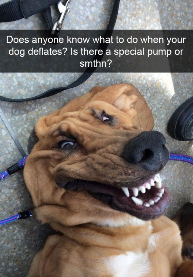 hilarious-dog-snapchats9_e