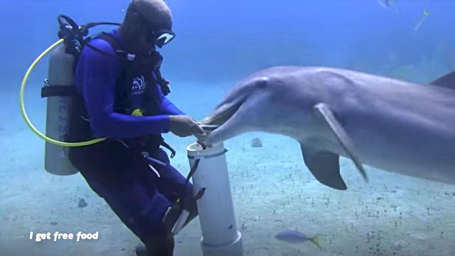 dolphinshark8