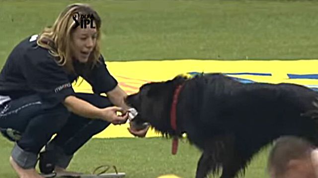 ipldog3