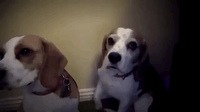 これやらかしたのはいったい誰 ボクじゃないよ コイツだよ と相棒を指さす犬 マランダー これやらかしたのはいったい誰 ボクじゃないよ コイツだよ と相棒を指さす犬 マランダー