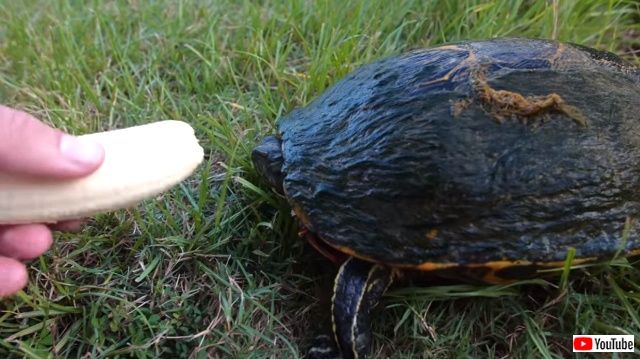 turtlesnbanana4_640