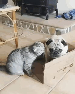 catndog24