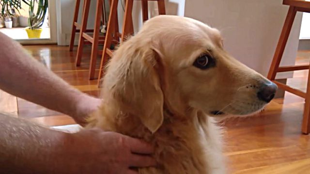 massagedog1