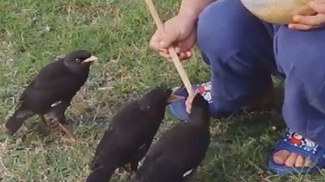 やさしい世界。鳥の雛に餌をあげる少年の一生懸命さに胸がぐっとなる。