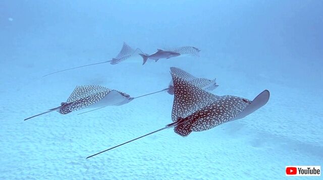 spottedeaglestingray4_640