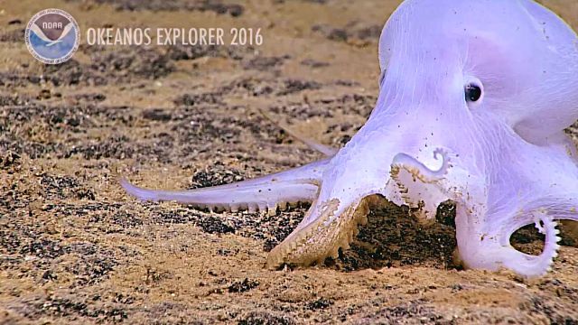 GhostlikeOctopus3