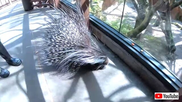 porcupine7_640
