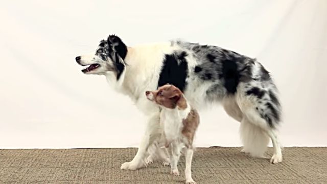 dogtricks5