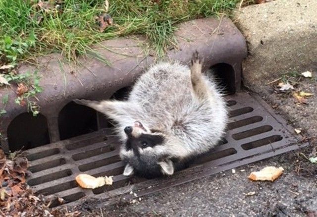 171103-fat-raccoon-stuck-01_e