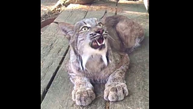 lynx2