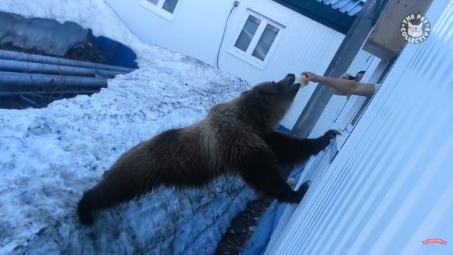 bearsbears4_e