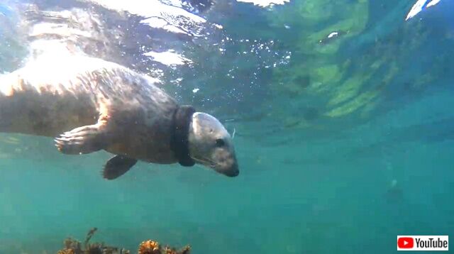 seal1_640