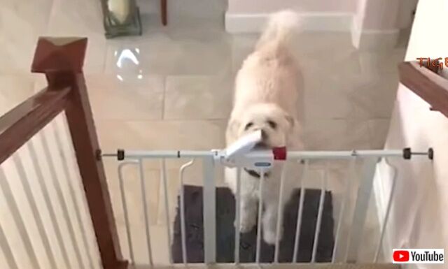 funniestdogs2_640