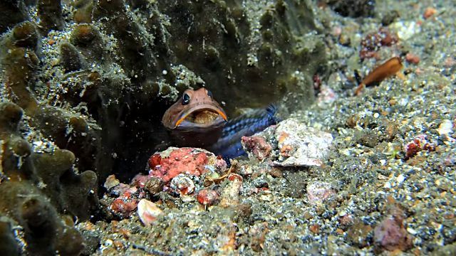 jawfish3