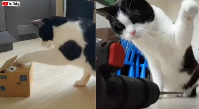 愛猫の一番の敵は何？猫パンチが繰り出される際のアグレッシブ度合いを数値化してみた結果