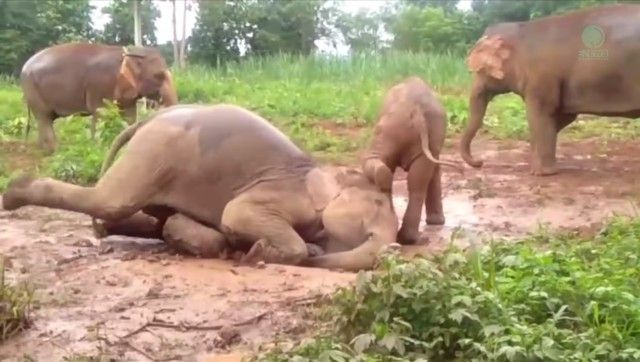 babyelephant0_e