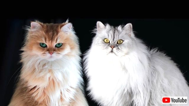 pianistcats2_640