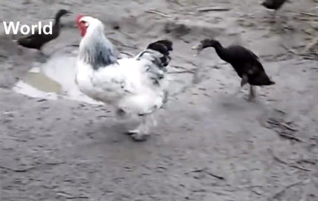 funnyroosers6_e