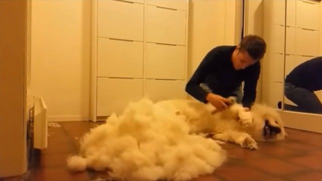 groomingsamoyed7_e