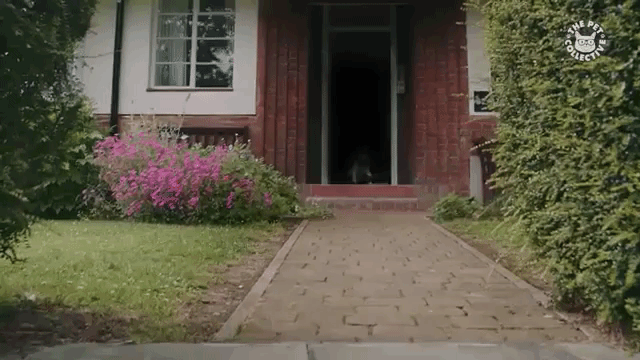 bestpet2018081