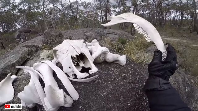 kangarooonbike1_640