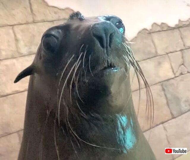 sealionsmaile2_640