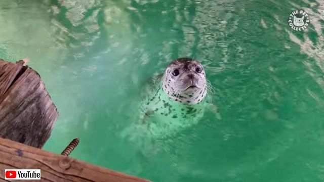 funnyseals7_batch