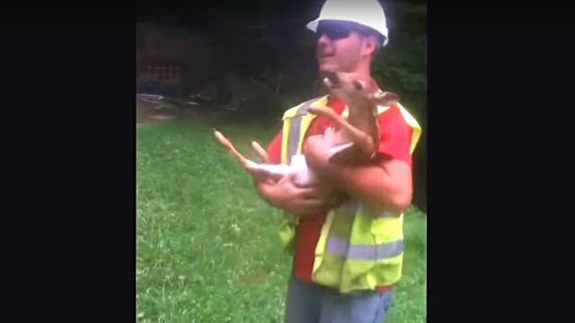 spoileddeer3