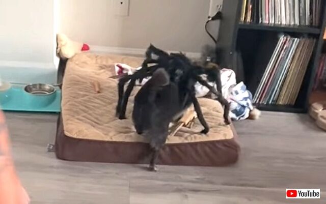 spiderdog4_640
