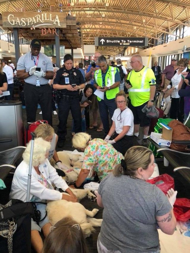 q5513-service-dog-gives-birth-at-airport-1_e
