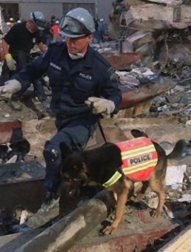 911dogs18_e